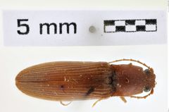 Foto (Dorsalansicht) von Athous sacheri (NHMW-ZOO-COL-0008624)